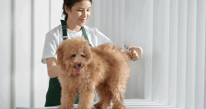 animal groomer - fun jobs that pay well