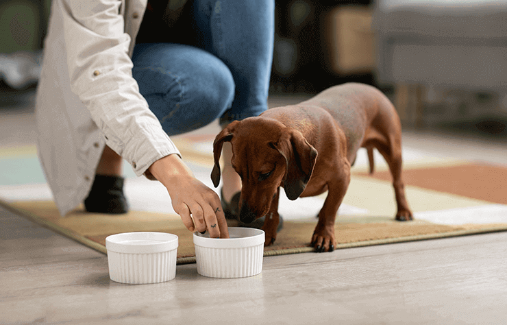 Become A Dog Food Tester - Dirty Ways to Make Money Online